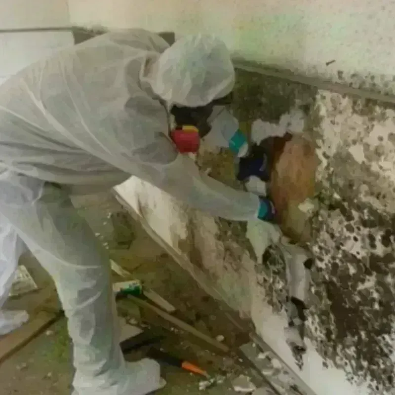 Mold Remediation and Removal in Merced, CA